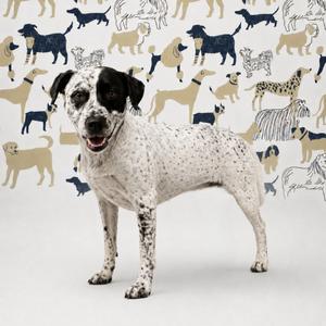 A black and white dog with spots standing in front of a patterned background with various dog illustrations.