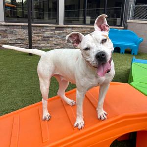 Hannah, Terrier, Pit Bull, adult, available for adoption