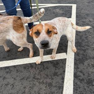 Melvin, Cattle Dog, Australian (Red Heeler), young, available for adoption
