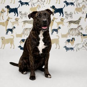 Billy, Terrier, Pit Bull, adult, available for adoption