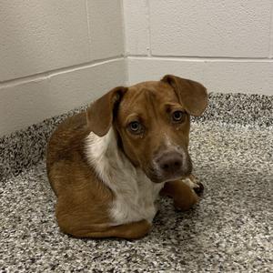 Bandana, Beagle, young, available for adoption