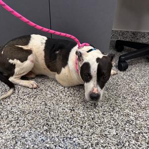 Zeke, Terrier, Pit Bull, adult, available for adoption