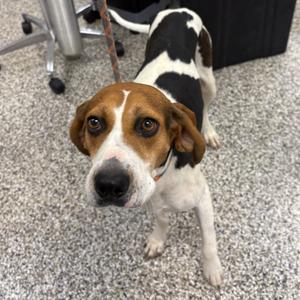 Hizzie, Foxhound, English, adult, available for adoption