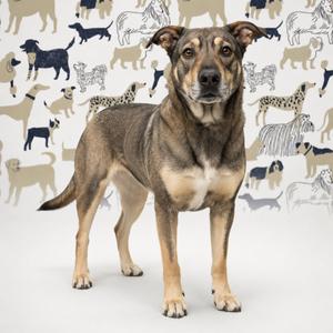 A dog standing in front of a patterned background with various dog and cat silhouettes.