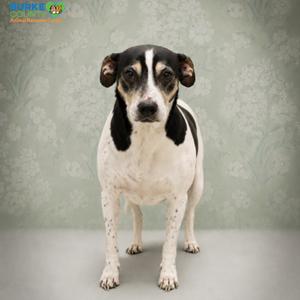A black and white dog standing on a gray surface with a green background.