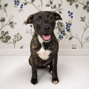 Mama Jelly, Terrier, Pit Bull, adult, available for adoption