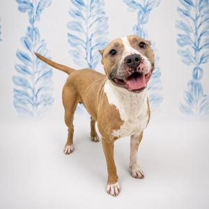 A brown and white dog with a happy expression, standing on a white background with blue leaf patterns.