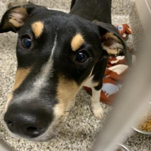 Mac, Retriever, Labrador, young, available for adoption