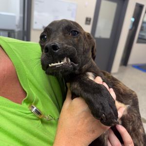 Chomper, Mixed Breed (Medium), adult, available for adoption