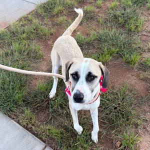 A light-colored dog with a white face and black markings around its eyes, wearing a red collar and a leash, standing on a grassy area.