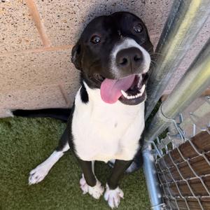 Stella, Terrier, Pit Bull, young, available for adoption