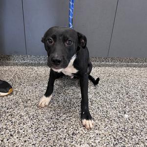 A black and white puppy with a blue leash, sitting on a speckled floor.