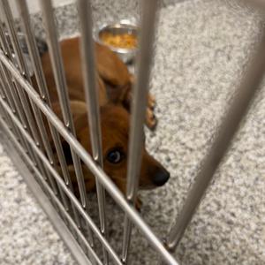 Skye, Pinscher, Miniature, adult, available for adoption