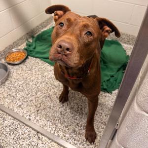 Bambi, Terrier, Pit Bull, adult, available for adoption