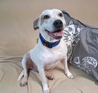 A white dog with brown spots on its face and ears, wearing a blue collar, sitting on a beige couch with a gray pillow featuring a black and white design.