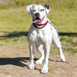 BISCUIT, American Bulldog, adult, available for adoption
