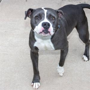 A black and white dog standing on a concrete surface.
