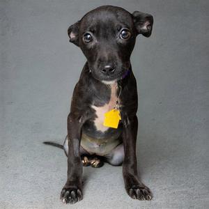 a black puppy sitting on a gray surface