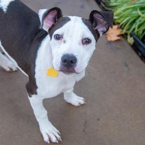 A black and white dog with a yellow tag on its collar, standing on a concrete surface.