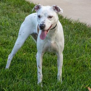 BINGO, Beagle, young, available for adoption
