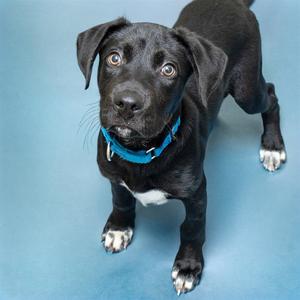 WOLVERINE, Labrador Retriever, puppy, available for adoption