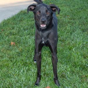 A black dog standing on a grassy lawn, looking directly at the camera with its mouth open and tongue slightly out.