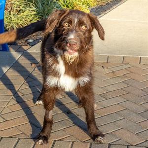 JELLY, Giant Schnauzer, young, available for adoption