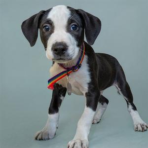 A black and white puppy with blue eyes wearing a colorful collar
