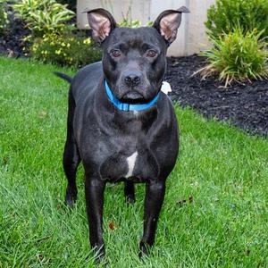 IKEA, Pit Bull Terrier, adult, available for adoption