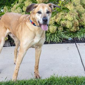 MAURI, Anatolian Shepherd, senior, available for adoption