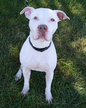ARTHUR, Staffordshire Bull Terrier, adult, available for adoption