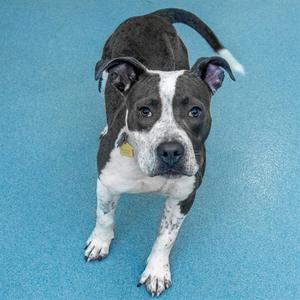 RASCAL, Pit Bull Terrier, young, available for adoption