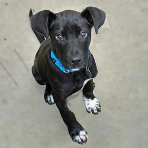 SPIDERMAN, Labrador Retriever, puppy, available for adoption