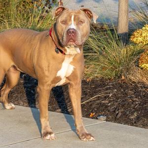 DJANGO, Pit Bull Terrier, adult, available for adoption