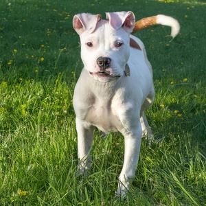 KIBA, Pit Bull Terrier, young, available for adoption