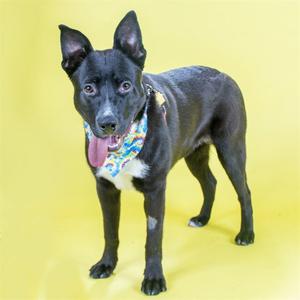 A black dog with a colorful bandana standing on a yellow background.