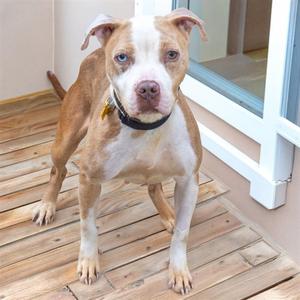 SIENNA, Pit Bull Terrier, adult, available for adoption