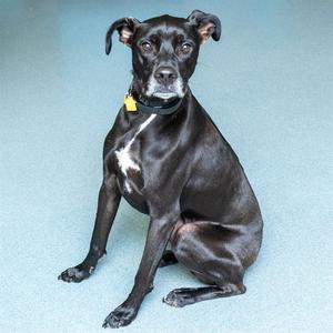 OLIVER, Labrador Retriever / Whippet, adult, available for adoption