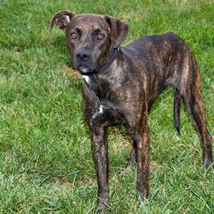 A brindle dog standing on grass, looking directly at the camera.