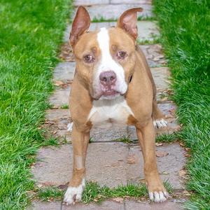 HOAGIE, Pit Bull Terrier, senior, available for adoption