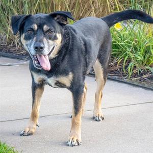 ODIN, Black and Tan Coonhound, senior, available for adoption