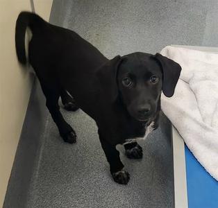 PIXIE, Beagle / Labrador Retriever, puppy, available for adoption