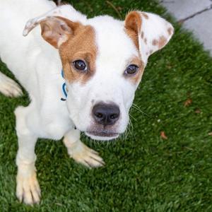 RICE KRISPY, Labrador Retriever, young, available for adoption