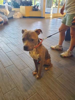 A brown dog with a red collar sitting on a wooden floor, being held by a leash. A person is standing behind the dog, wearing shorts and sneakers.