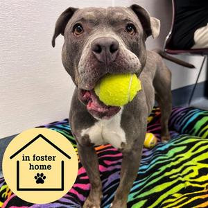 ALLEGRA, Pit Bull Terrier, adult, available for adoption