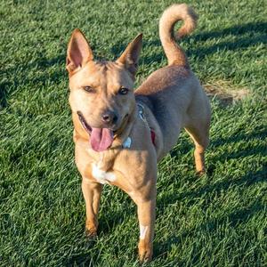 CARMELLA, Shiba Inu / Pit Bull Terrier, adult, available for adoption