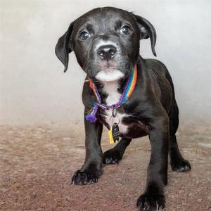NICK, Pit Bull Terrier, puppy, available for adoption