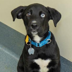 BATMAN, Labrador Retriever, puppy, available for adoption