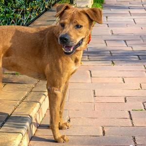 ELOY, Labrador Retriever, adult, available for adoption