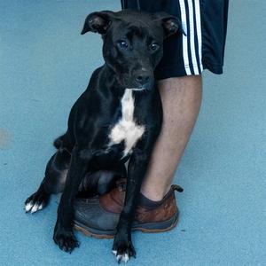ROXIE, Pit Bull Terrier / Labrador Retriever, young, available for adoption
